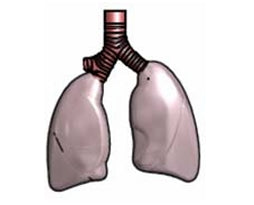 Bronchialbaum für Intubationstrainer II